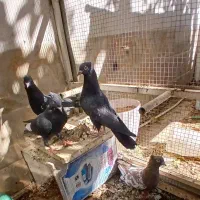 کبوتر بهبهانی|پرنده|استهبان, |دیوار