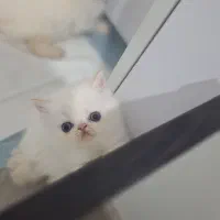 واگذاری گربه (غیر رایگان)