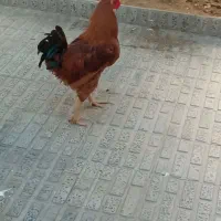 خروس