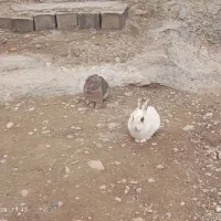 خرگوش|موش و خرگوش|اسفراین, |دیوار