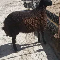 بره قوچ قزل اصل