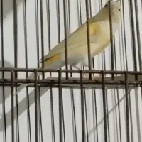 فروش ماده موزایئکی خوشگل|پرنده|بروجرد, |دیوار