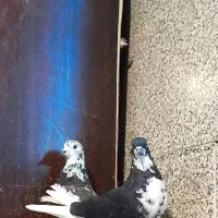 کفتر قاره دم سفید|پرنده|ملایر, |دیوار