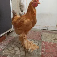 خروس برهما|حیوانات مزرعه|بانه, |دیوار