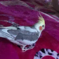 عروس هلندی نر بالغ تعویض با ماده