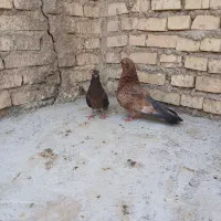 کبوتر تاب