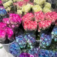 گل رزبارنگهای مختلف