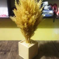 گل های دکوری پامپاس