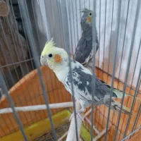 جوجه عروس نر سخنگو
