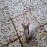 خر گوش بازی گوش