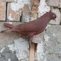 کفتر کبوتر سرخ ماده