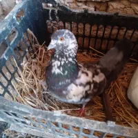 باسلام و احترام جوجه پاکستانی دانه ای ۳۰۰تومن|پرنده|رشت, گیل|دیوار