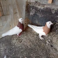 کبوتر کفتر|پرنده|شیراز, شیشه‌گری|دیوار