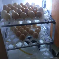 دستگاه جوجه کشی