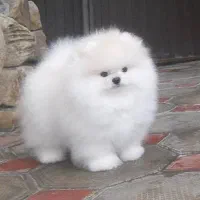 پامرانین خرسی