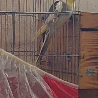 فروش یک عدد عروس هلندی نر دوکت|پرنده|کاکی, |دیوار