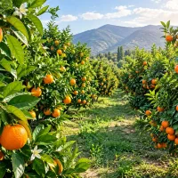 برداشت ۱۰۰ کیلو پرتقال از یک درخت
