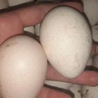 تخم بو قلمون تازه