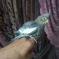 جوجه عروس هلندی دستی 60روزه