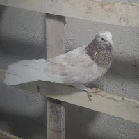 کفتر تیر ماهی