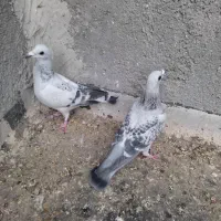 کبوتر گراف|پرنده|مشهد, انصار|دیوار