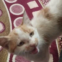 گربه ملوس وباهوش بازی گوش