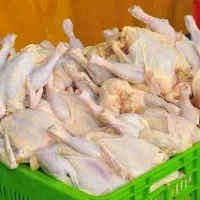 کشتار مرغ روز ارگانیک|خوردنی و آشامیدنی|ساری, |دیوار