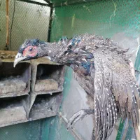 3عدد مرغ  آمریکایی و جنگلی
