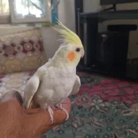 عروس هلندی|پرنده|شاندیز, |دیوار