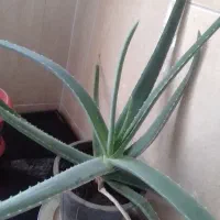 گل آلورا|گل و گیاه طبیعی|محمدیه-قزوین, |دیوار