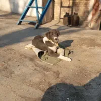 توله قدرجونی نر وماده