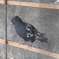 سینه ایی نر