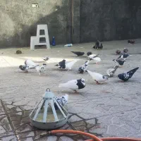 کبوتر رنگی ومعمولی|پرنده|مشهد, شهرآباد|دیوار