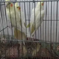 عروس هلندی و مرغ گلین