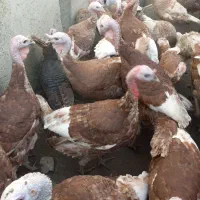 بوقلمون محلی|حیوانات مزرعه|سنندج, |دیوار