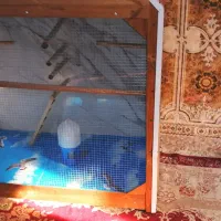 قفس کلبیی شیک