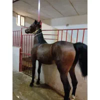 اجاره چهار عدد باکس اسب