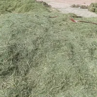 یونجه|خدمات باغبانی و درختکاری|سامان, |دیوار