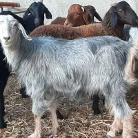 بزماده آبستن|حیوانات مزرعه|شاهدشهر, |دیوار