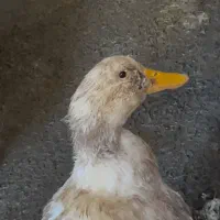 اردک نر بزرگ سالم
