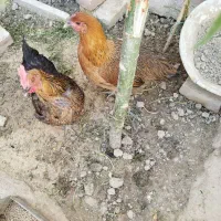مرغ
