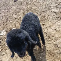 بره.میش.بز.بیگ|حیوانات مزرعه|دزفول, |دیوار