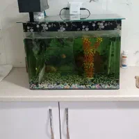 آکواریوم شیشه خم|ماهی|پاکدشت, پاکدشت (مامازند)|دیوار