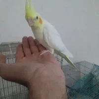 جوجه عروس هلندی