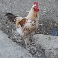 خروس محلی گلین