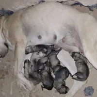 سگ ماده سرابی|سگ|تهران, نازی‌آباد|دیوار