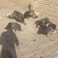 فروش بوقلمون