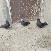 سه دونه اول 900 سه تا نر. اون هشت تاپادرپادونه 250