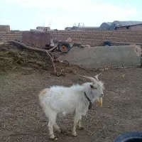 نر بز سانن|حیوانات مزرعه|سبزوار, پیروزی|دیوار