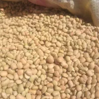 لوبیا جیرفتی